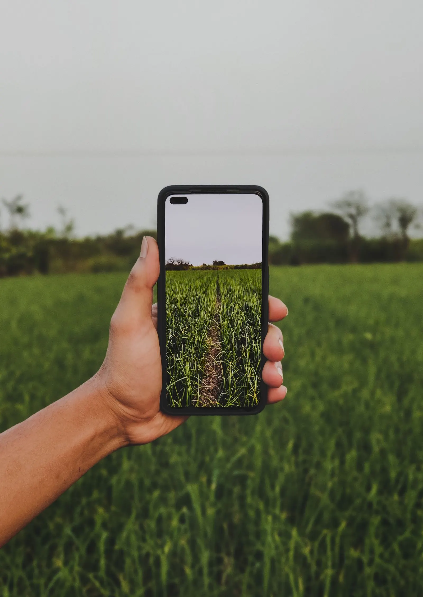 A farmer checking crop information on a phone in a field